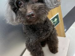 -爱侣宠医·鹦鹉专科·小型哺乳类·异宠专科(灵石路店)