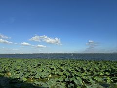 -莲花岛景区