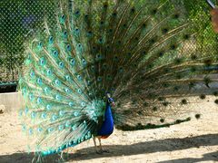 -荆州中山公园动物园