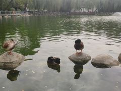 -莲湖公园