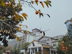 -观唐（国际）度假村温泉