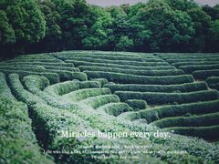 -龙坞茶村
