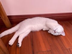 -lincat·猫舍(广州店)