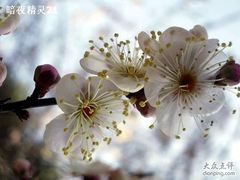 -香雪海