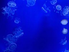 -芜湖新华联大白鲸海洋公园