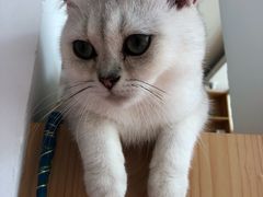 -MOYOYO猫咪咖啡店