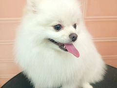 -FAELING PETS美天灵宠物(合生汇店)