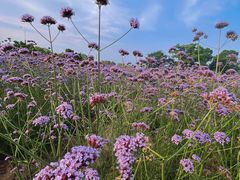 -西京湾花海