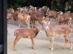 -广州长隆野生动物世界