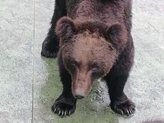-深圳野生动物园