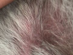 -康乐宝动物医院