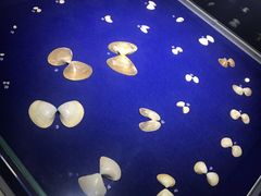 -贝壳王国博物馆