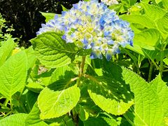 -上海滨江森林公园