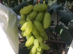 -马陆小张葡萄园农家乐