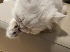 -猫腻·猫咖·撸猫馆(星光大道店)