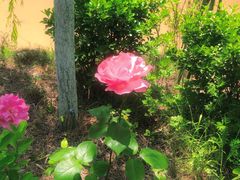 -渭南桃花源民俗文化园