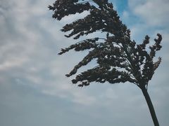 -莲花岛景区