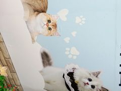-lincat·猫舍(广州店)