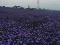 -紫颐香薰山谷景区