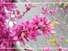 -肯德基(镇湖店)