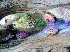 -奥兰多迪士尼动物王国乐园