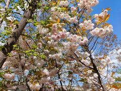 -长白岛森林公园