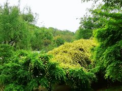 -南京古林公园