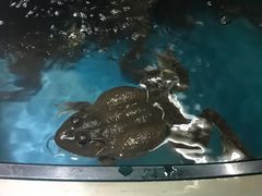 -老六杀猪菜(进乡街店)