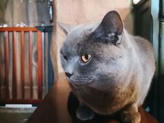 -猫猫幼稚园·撸猫·桌游·电玩