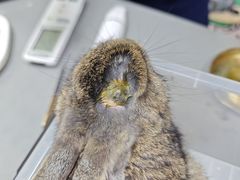 -爱侣宠医·鹦鹉专科·小型哺乳类·异宠专科(灵石路店)