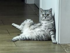 -创凡宠物医院·骨专科  猫科中心(西乡分院)