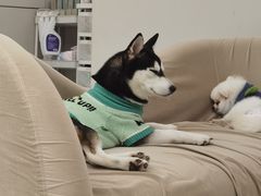 -怪兽屋·羊驼·猫咖·狗咖(俊华广场店)