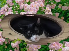 -瑞鹏宠物医院华南总院·夜诊·心脏科·骨科