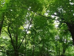 -天女山森林公园