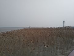 -上海吴淞炮台湾国家湿地公园