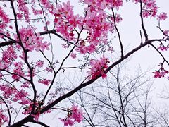 -顾村公园