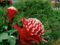 -上海鲜花港