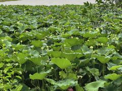 -梁子湖东篱老屋生态庄园