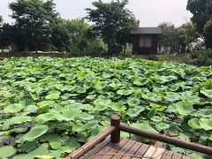 -鹅湖玫瑰文化园