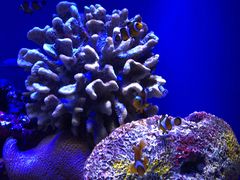 -上海海洋水族馆