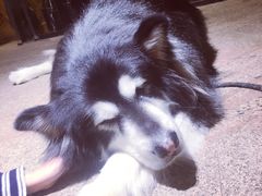 -more than meow吴止猫主题餐厅(承德 中船汇店)