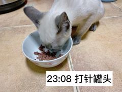 -北京观赏动物医院·24小时大型综合·猫专科·异宠专科