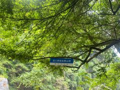 -石台牯牛降景区