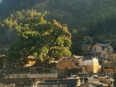 -杨家堂村