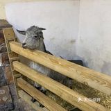 98元带宝宝看蜥蜴[愉快]