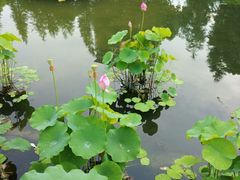 -陈家山荷花公园