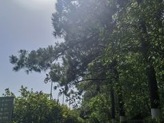 -合肥滨湖国家森林公园