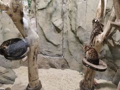 -MR.ZOO小小动物元室内动物园(沈阳沈河盛京中心)