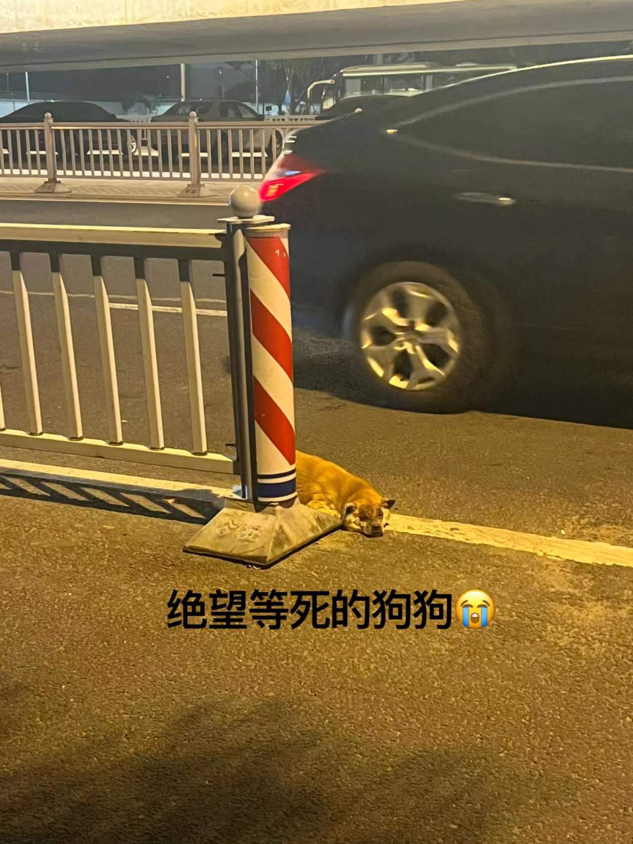 一只柴犬趴在栏杆搞笑图片