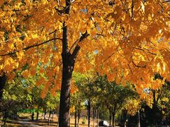 -永定河休闲森林公园